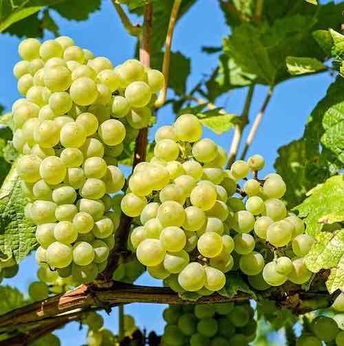 TruBiol Grapes