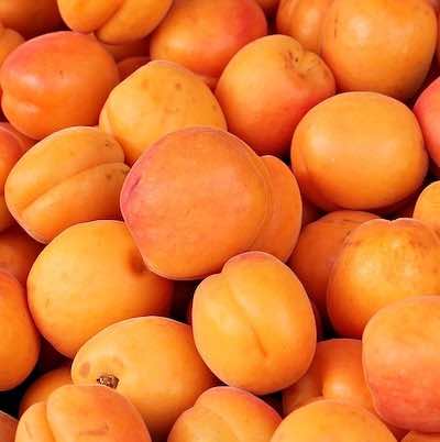 TruBiol Plant Antifreeze increased apricot yield by 35% TruBiol Plant Antifreeze Apricot Harvest 35%