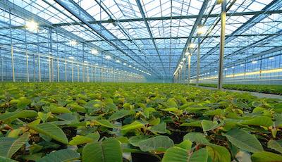 TruBiol Plant Antifreeze Glasshouse Applications