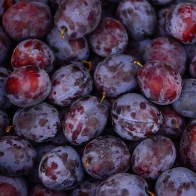 TruBiol Plant Antifreeze increse plum yield 35% TruBiol Plant Antifreeze Plum Harvest 35%